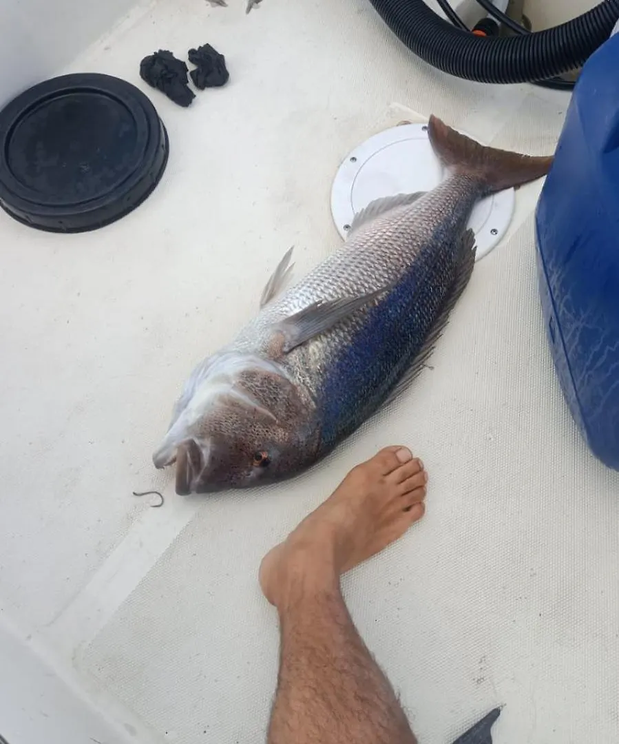 Levante Terrasini Appartamento