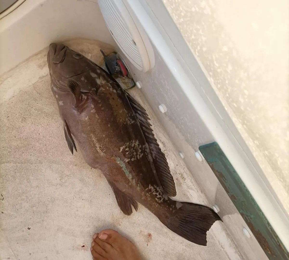 Levante Terrasini