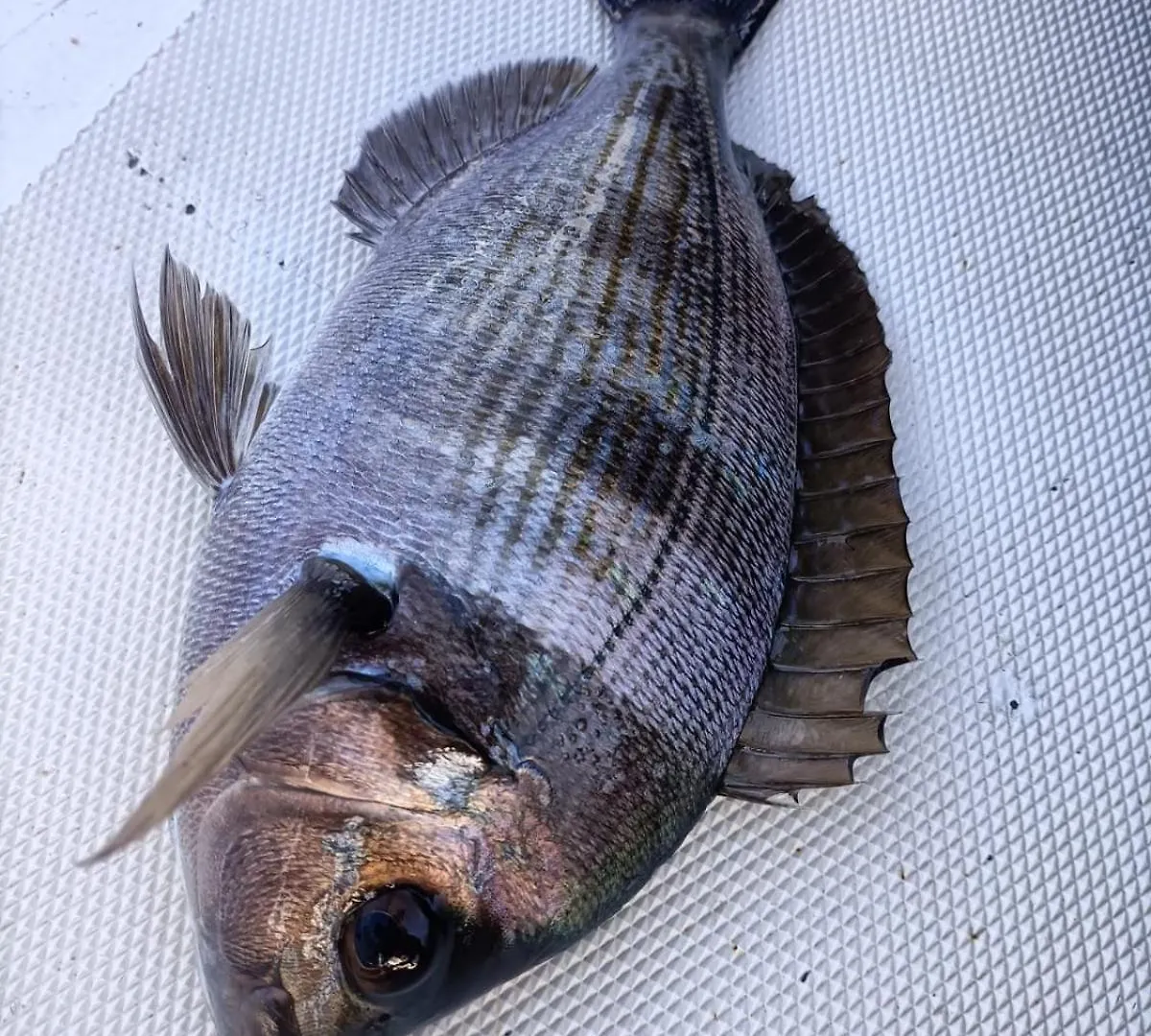 Appartamento Levante Terrasini
